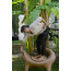 KROKO armchair by Slide